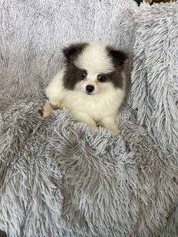 Tango