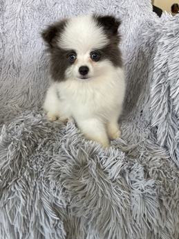 Tango