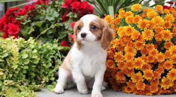 Teddy