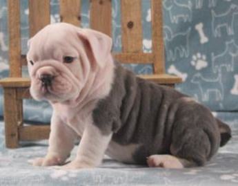 Teddy