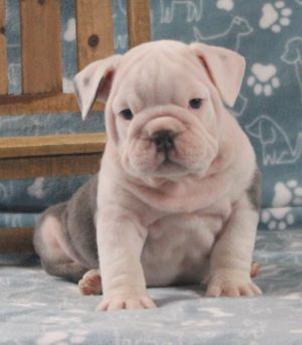 Teddy