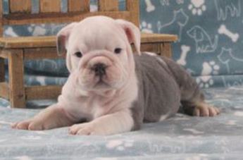 Teddy