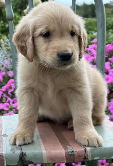 Toby