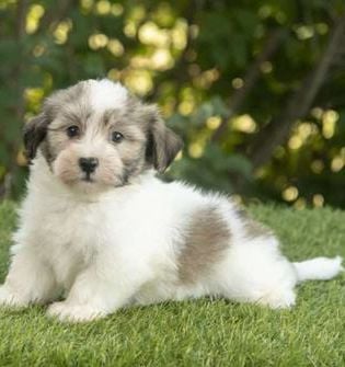 Waylon