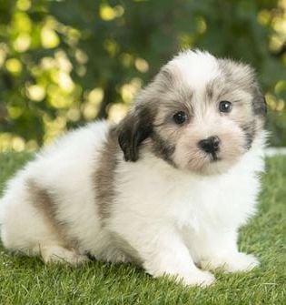 Waylon