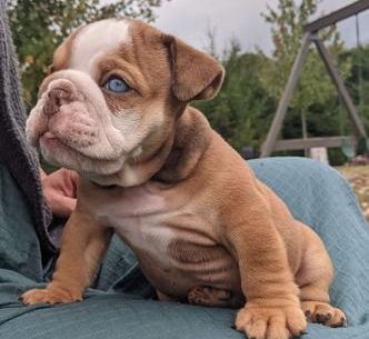 Zeus