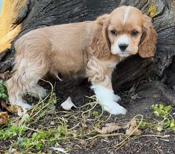 Alfie