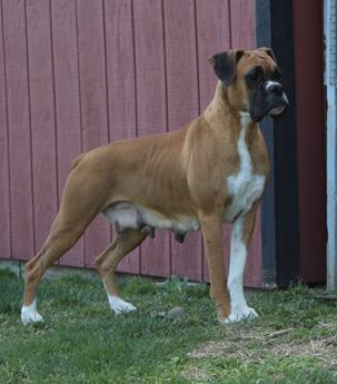 Amaya