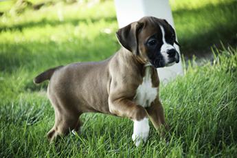 Amaya