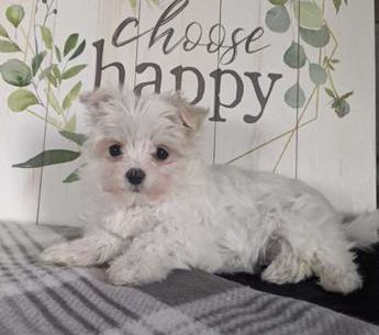 Bailey