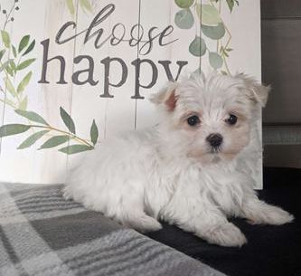 Bailey