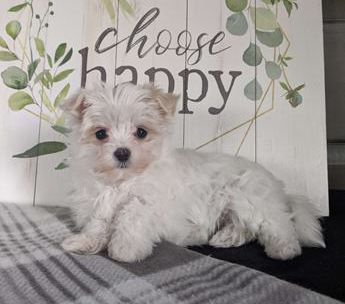 Bailey