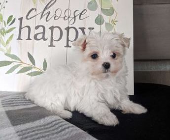 Bailey