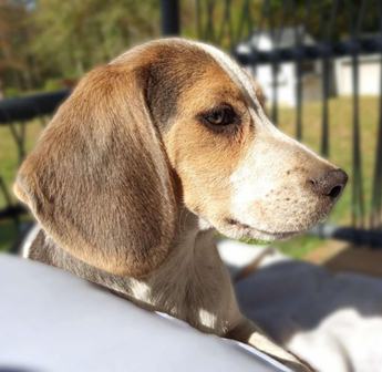 Bandit