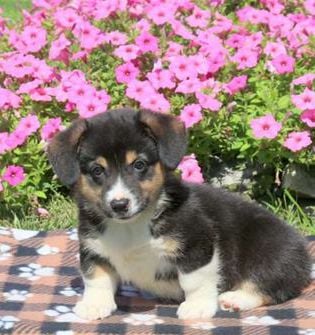 Barney