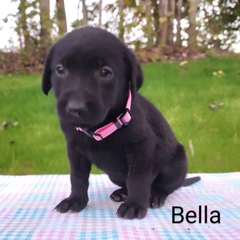 Bella