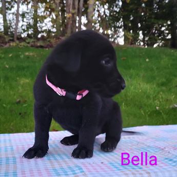 Bella