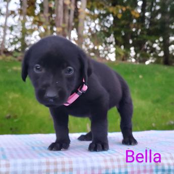 Bella