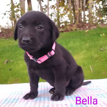Bella