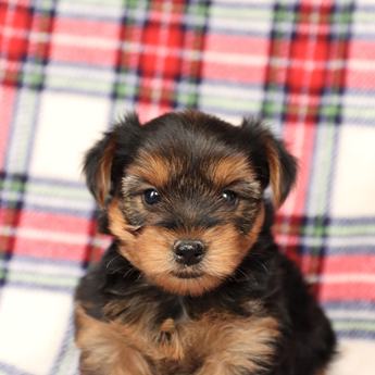 Bruno