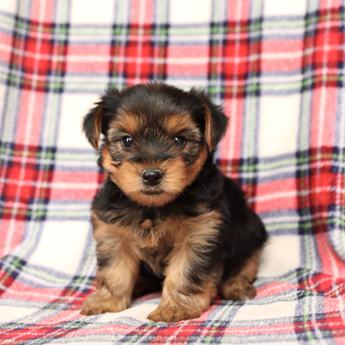 Bruno