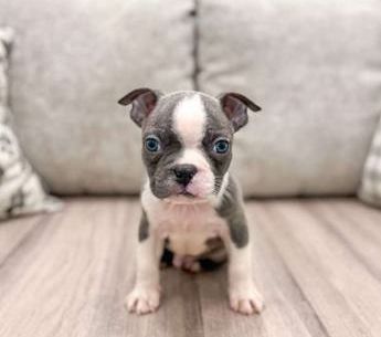 Bruno