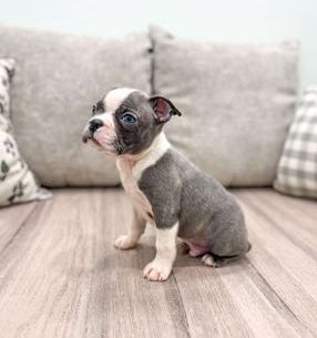 Bruno