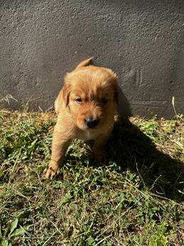Charlie