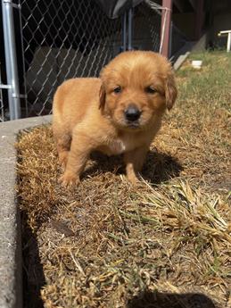 Charlie