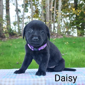 Daisy