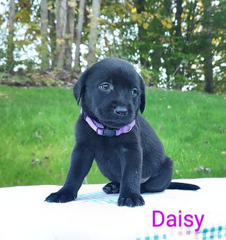 Daisy