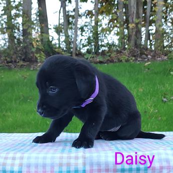 Daisy
