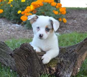 Daisy