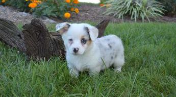 Daisy