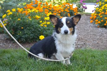 Daisy