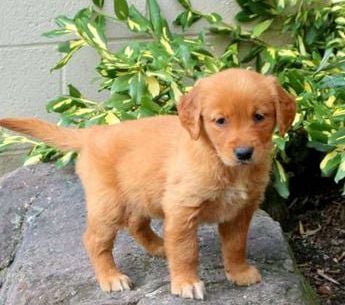 Darla