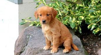 Darla