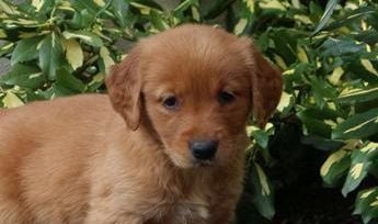 Darla