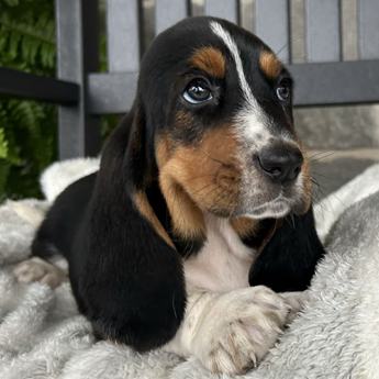 Duke