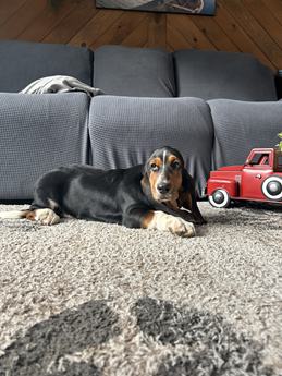 Duke
