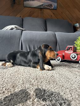 Duke