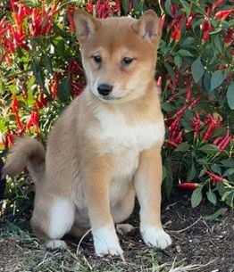 Fido