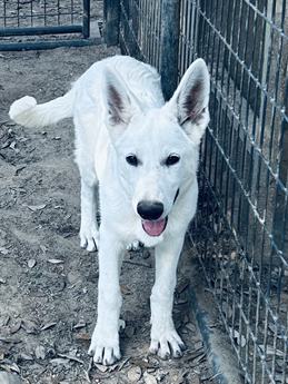 Greta