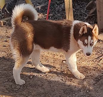 Gunter Akc Va