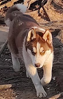 Gunter Akc Va