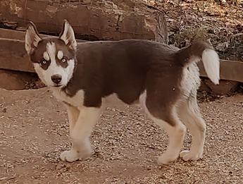 Gunter Akc Va