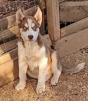Gunter Akc Va