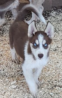 Gunter Akc Va