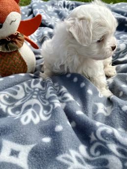 Harley