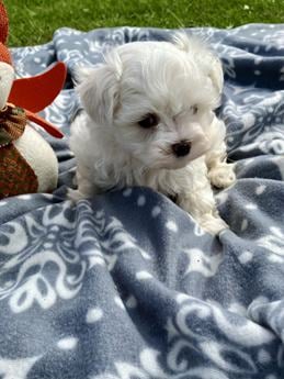 Harley